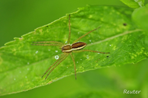 Gerandete Jagdspinne (Dolomedes fimbriatus)